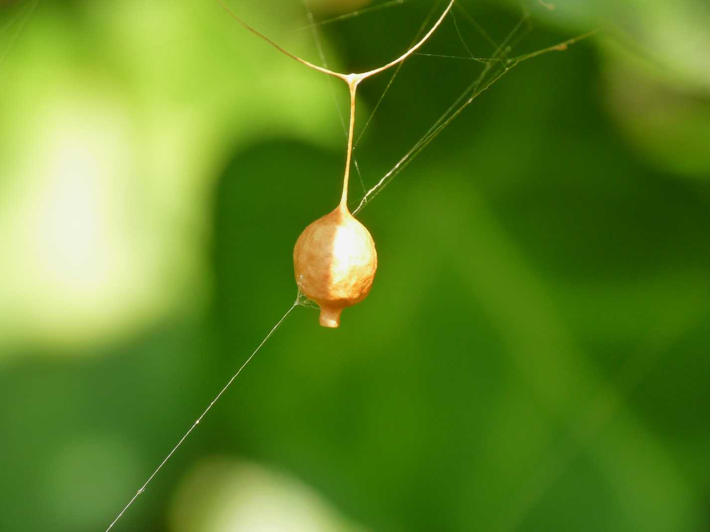 Cyrtophora citricola; Argyrodes sp.